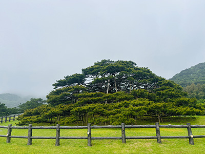 年頭平松